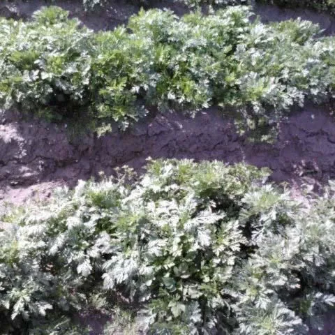 thumbnail for publication: Tong Hao—an Asian Vegetable Expanding in Florida